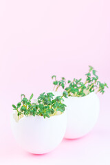 Garden cress growing in eggshells, on pink background, vertical, copy space