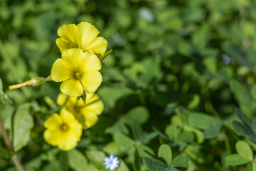 Spring yellow wildflower