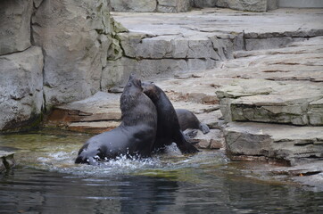 Harbor seal (Phoca vitulina) in Frankfurt zoo