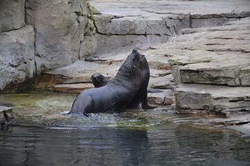 Harbor seal (Phoca vitulina) in Frankfurt zoo