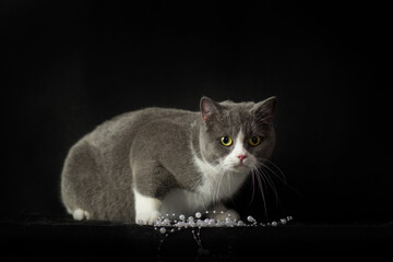 British shorthair grey and white cat with big wide open orange eyes. Beautiful female cat on black background