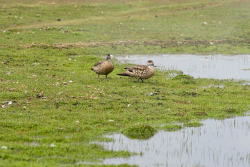 The Crested duck (Lophonetta specularioides)
