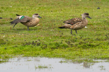 The Crested duck (Lophonetta specularioides)