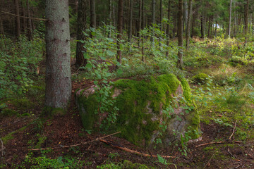 Green woods with mossy boulders.
