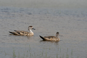 Obraz premium The Crested duck (Lophonetta specularioides)