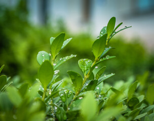 grass with dew drops