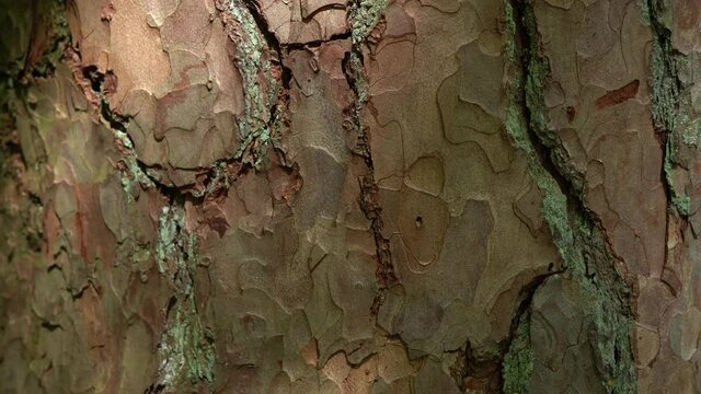 Sonnenlicht auf der Rinde einer Waldkiefer in Nahaufnahme