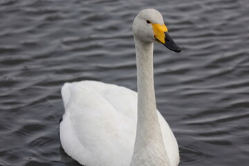 Obraz premium 湖を進む一羽の大白鳥