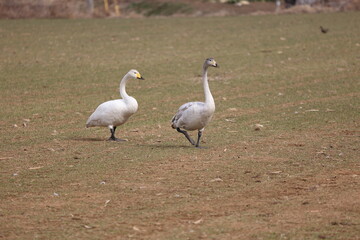 地面を歩く2羽の大白鳥