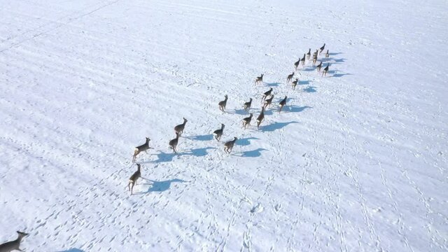 Herd of Roe Deers migrating through snowy fields. Deers are dangerous pests for young seedlings. Helicopter flight over wild animals. Wildlife from above. Aerial safari in Central Europe. 