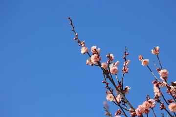 青空を背景に咲く梅の花