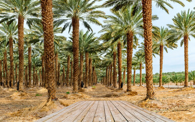 Plantation of date palms for healthy food production, agriculture industry in the Middle East....