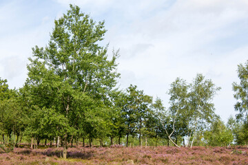 beautiful walk, trail in Luenebruger Heide, violett blossom, Germany, Europe