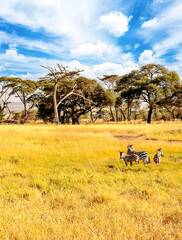 Zebras in Africa