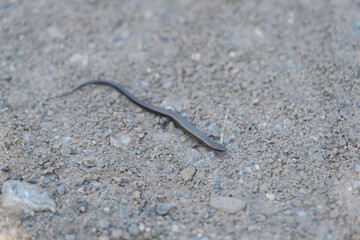 European legless lizard Pseudopus apodus in Ä°zmir, Turkey