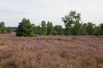 beautiful walk, trail in Luenebruger Heide, violett blossom, Germany, Europe