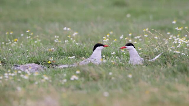 common tern breeding pair