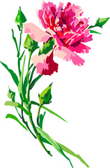 Image of a pink carnation. Vector