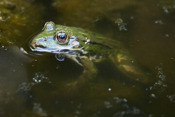 Halb getauchter Frosch in einem Teich