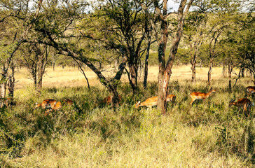 Impalas in Africa
