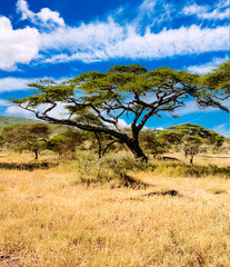 Naklejka premium Acacia trees in Africa