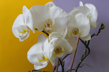 White orchid