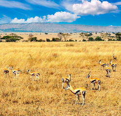 Impalas in Africa