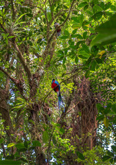 Quetzal beautiful exotic tropic bird with green forest in background. Magnificent sacred green and red bird. Costa Rica, Central America.