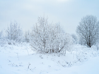 Winter landscape trees in the snow.