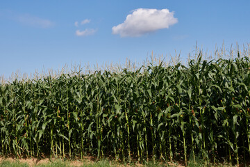 Maisfeld im Sommer