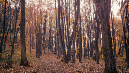 landscape of a peaceful place in forest, perfect place for relax a mind from stress