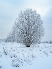 Fototapeta na wymiar Winter landscape trees in the snow.