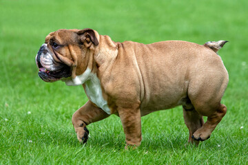 Bulldog