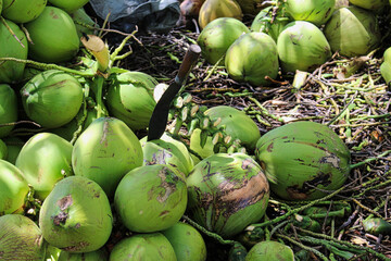 green coconuts on ground palm trees industry