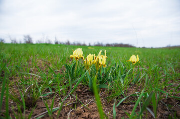 Beautiful spring flower, Irises
