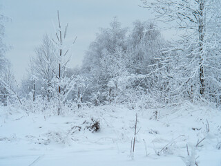 Winter landscape trees in the snow.