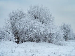 Winter landscape trees in the snow.