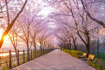 Fotobehang Beautiful cherry blossoms in spring season at Seoul city, South Korea. © Sky view