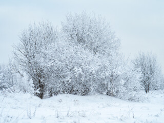 Winter landscape trees in the snow.