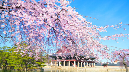 Cherry blossoms in full bloom against the blue sky,Seoul city South Korea