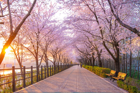 Beautiful cherry blossoms in spring season at Seoul city, South Korea.