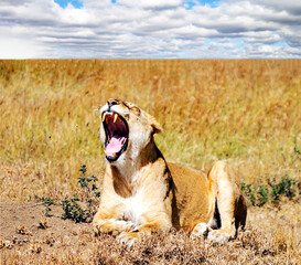 Lionness in Africa