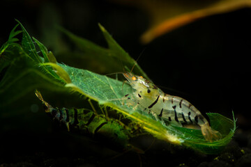 Nice blue Tiger Orange eyes shrimp in freshwater tank aquarium pets