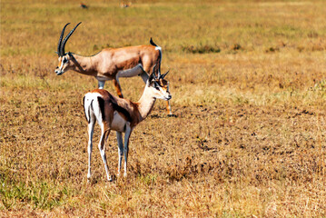 Impalas in Africa