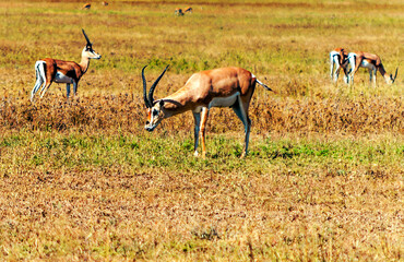 Impalas in Africa