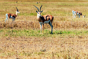 Impalas in Africa