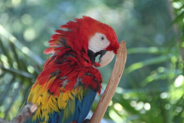 red macaw