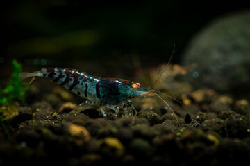 Nice blue Tiger Orange eyes shrimp in freshwater tank aquarium pets