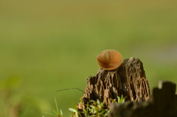 close up of a mushroom with green background 