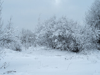 Winter landscape trees in the snow.